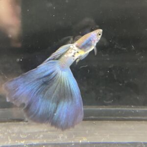 Metal Snakeskin Blue Tail Guppy