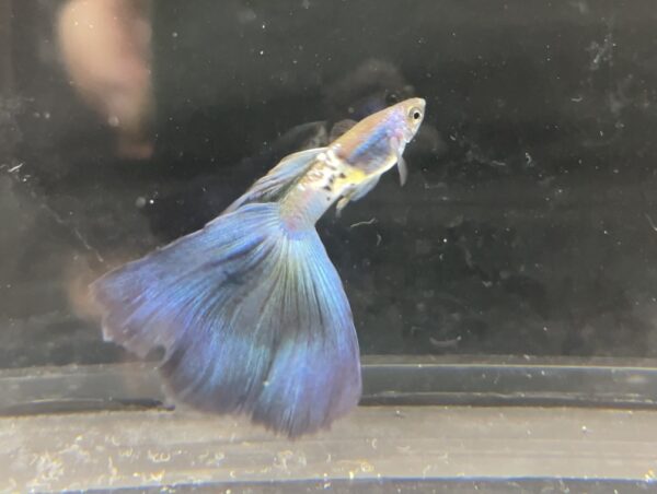 Metal Snakeskin Blue Tail Guppy