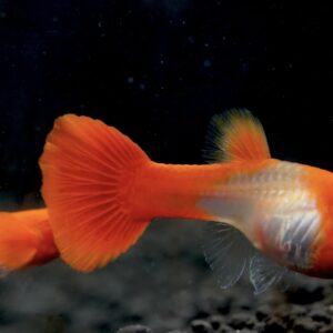 Albino Koi Red Ear Guppy Male