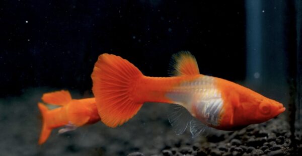 Albino Koi Red Ear Guppy Male