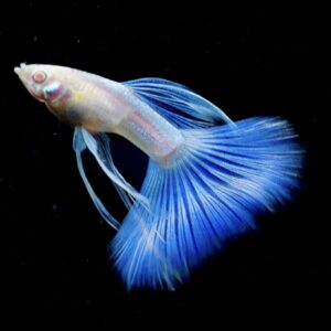 Albino Blue Topaz Guppy Male