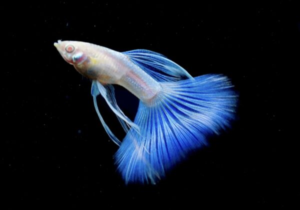 Albino Blue Topaz Guppy Male