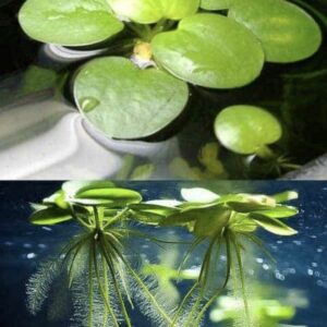 Amazon Frogbit