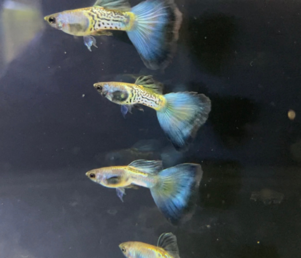 Metal snakeskin blue tail guppy