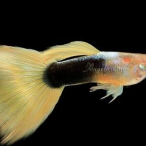 Half Black Yellow Guppy Male