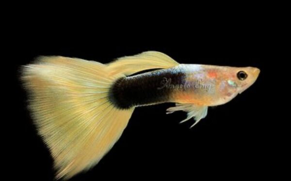 Half Black Yellow Guppy Male