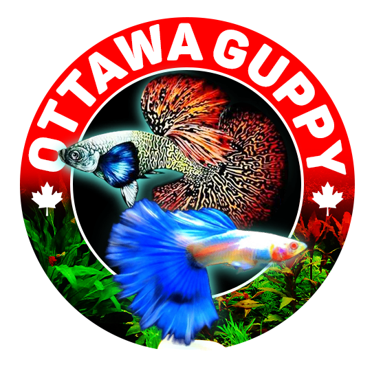 Ottawa Gupp